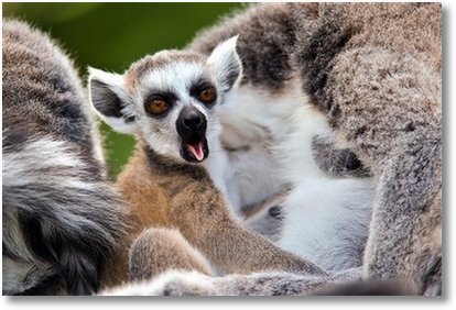 yawning-lemur