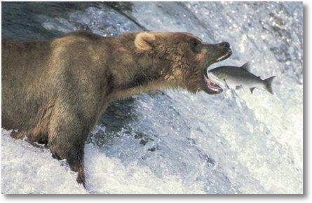 bear-salmon