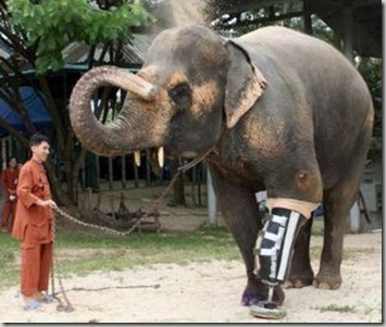 elephant-leg