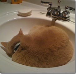 boss-cat-in-sink