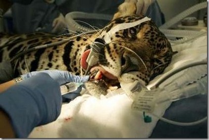 tiger-dentist